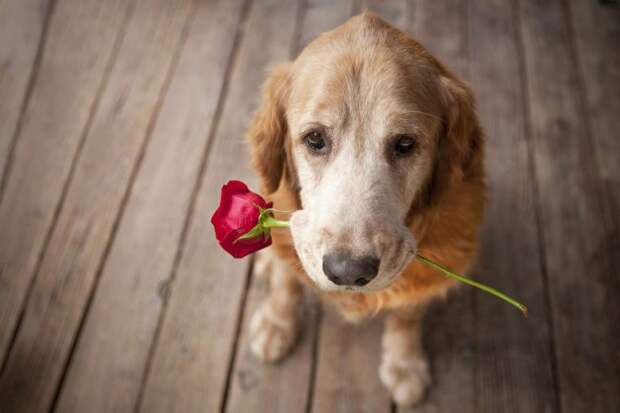 Собаки с цветами (110 фото)
