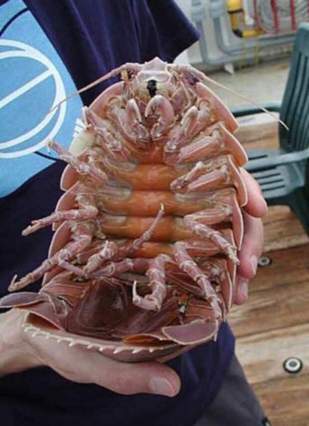 Самые жуткие обитатели морских глубин
