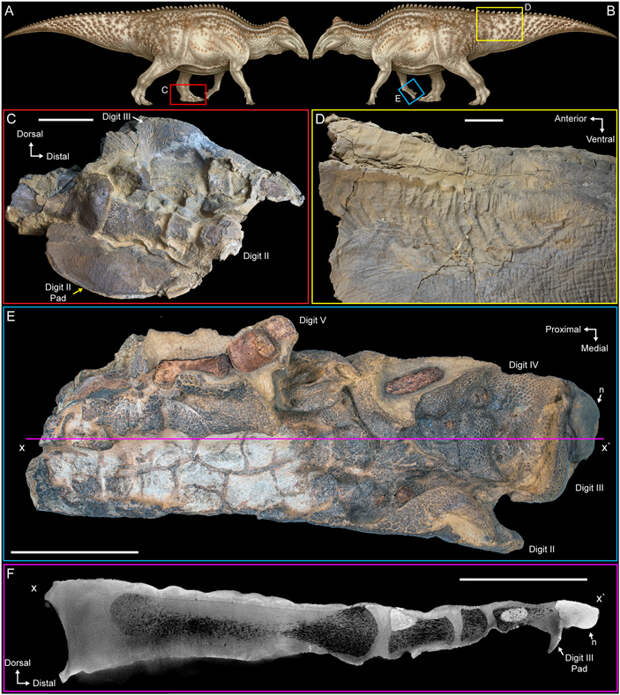 Следы высыхания на остатках исследованного эдмонтозавра