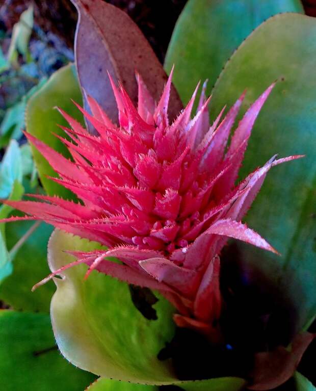 Бромелия в палисаднике у Хелен...