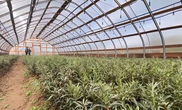 Компания “Темник” открыла в Бурятии завод по переработке облепихи