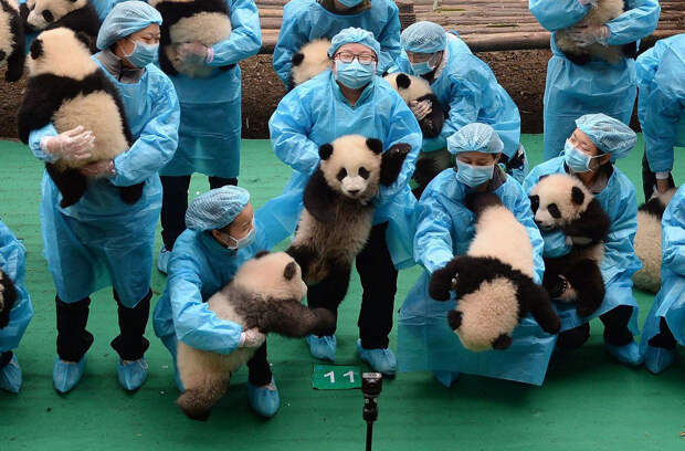 Китайский питомник панд