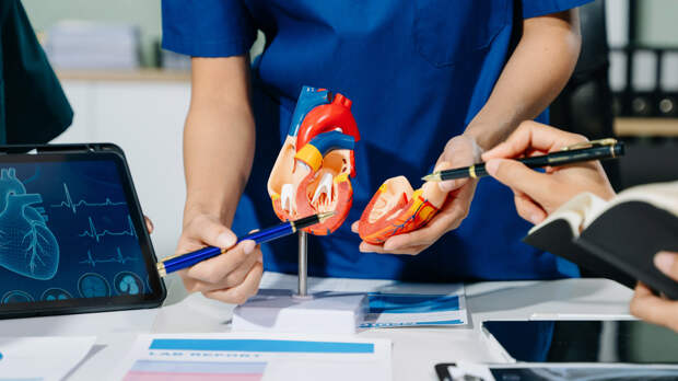 Учёные нашли способ восстановить сердце после инфаркта и предотвратить образование камней в почках