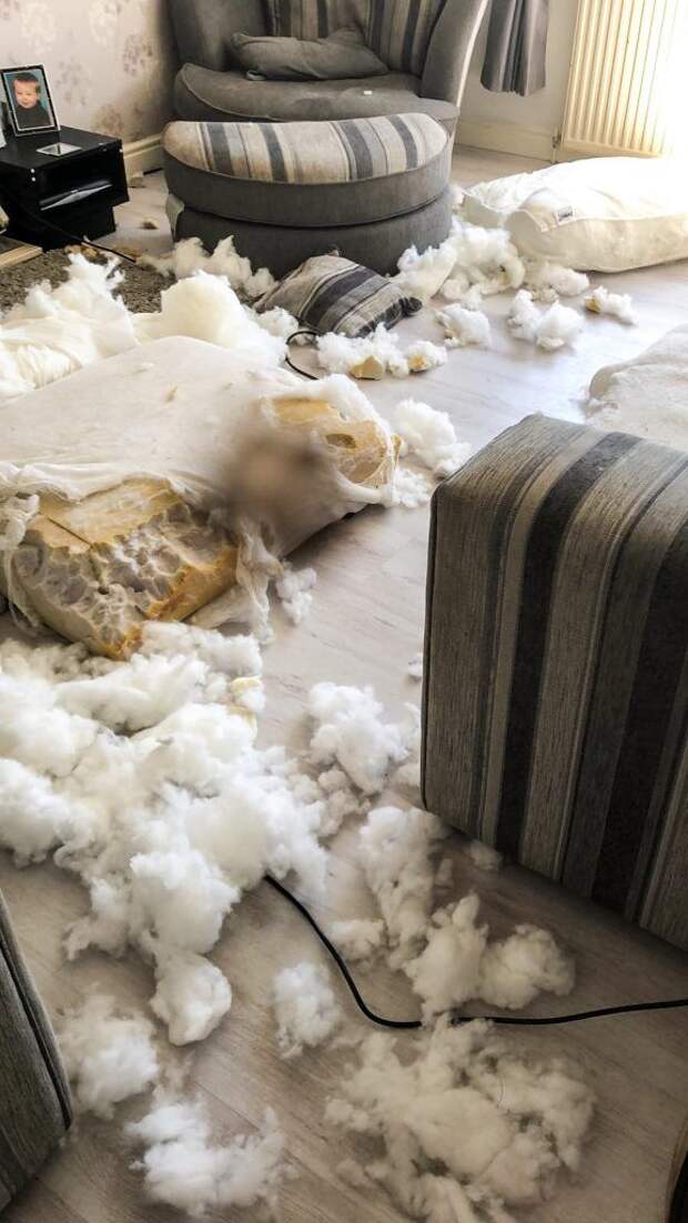 Пес-разрушитель уничтожил диван за 3 штуки баксов, и его опять спасла милая морда с выразительными бровями