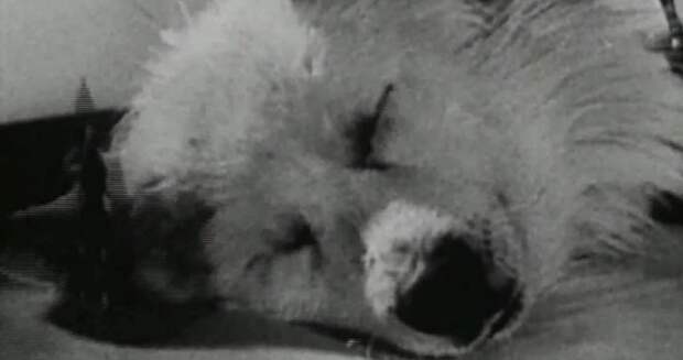14. Зомби-собака ген, животные, мир, наука, создание, ученый, шок, эксперимент
