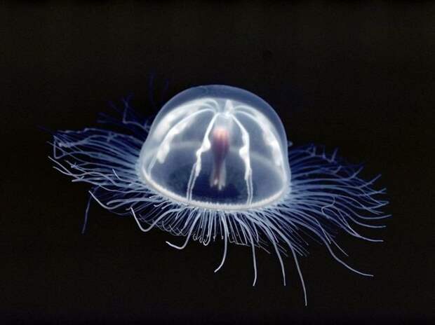 Медузы Прозрачные, животные, фауна