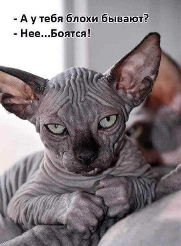 Даже блохи боятся) Даже блохи боятся)