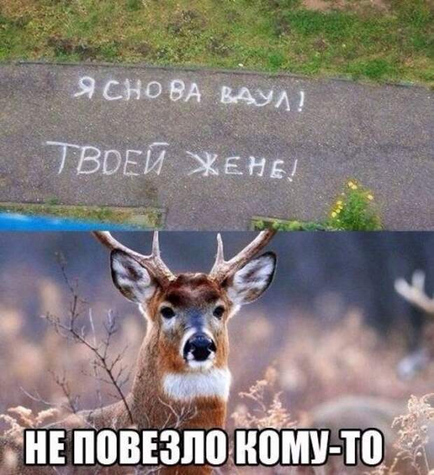 Хорошее настроение в картинках :)