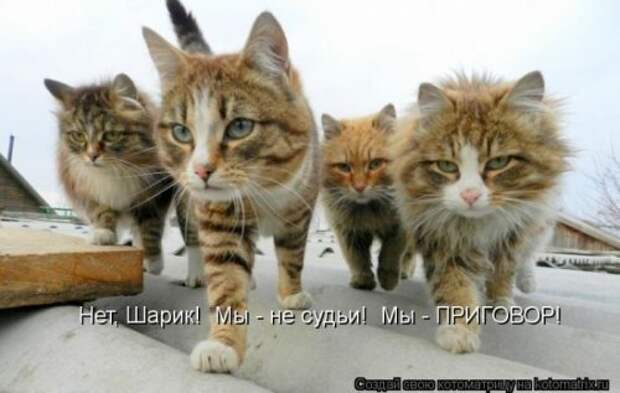 Веселая котоматрица
