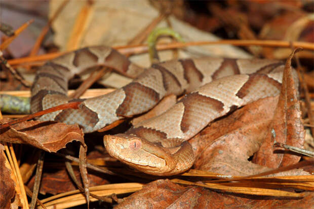Медноголовый щитомордник (Agkistrodon contortrix), фото фотография рептилии змеи картинка