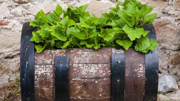 Как превратить дачный участок в уютное место для отдыха: 7 простых идей