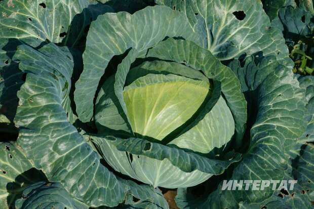 «Сап-салкын су ярата» - бакчачы Лилия Мортазина кәбестә үстерергә өйрәтә