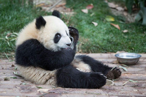 Китайский питомник панд