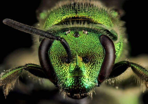 Галиктида Augochloropsis metallica из семейства пчёл отряда Перепончатокрылые насекомые