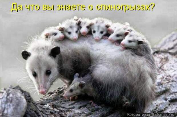 Котоматрицы(картинки с надписями)