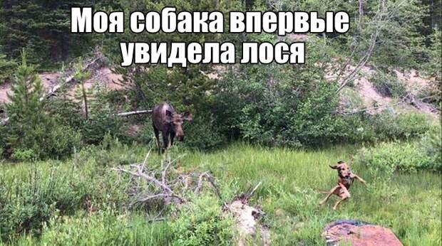 Подборка фотографий и картинок с надписью до слез (11 фото) Подборка фотографий и картинок с надписью до слез (11 фото)