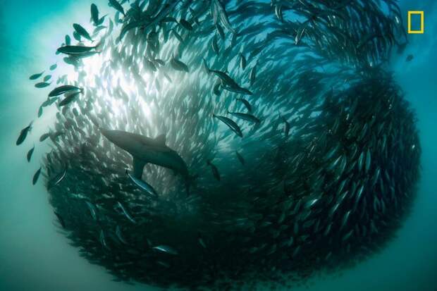 Рыбы закрутились в вихрь, чтобы отпугнуть акулу животные, конкурс, мир, природа, событие, фотография, фотомир