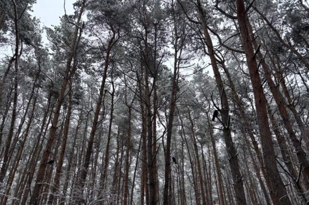 В Германии нашли тело 19-летней украинки