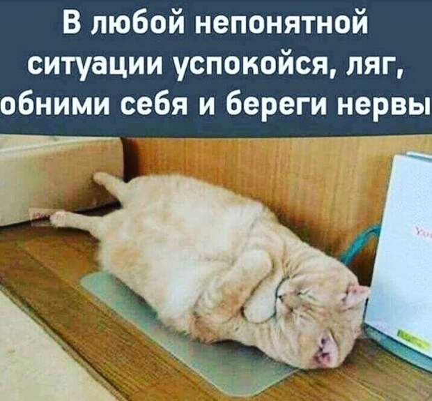 Целебный эффект мемов теперь подтвержден наукой Целебный эффект мемов теперь подтвержден наукой