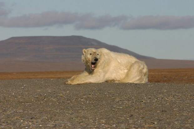 Как полярник 26 сезонов среди белых медведей повел
