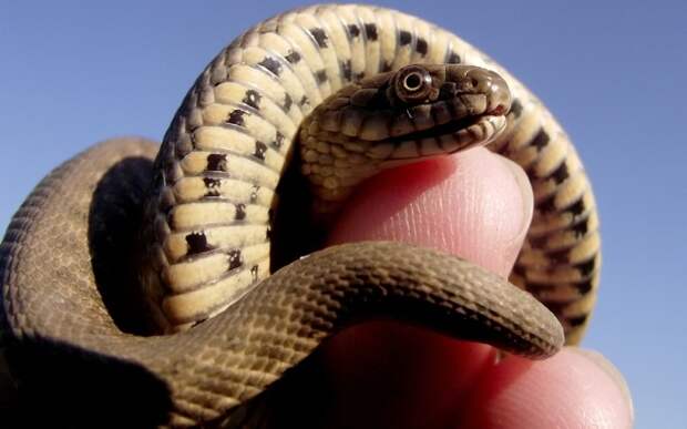 Самые распространенные мифы о змеях