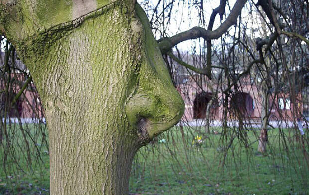 6. Дерево с носом дерево, деревья, обман зрения, парейдолия, похоже да не то же, похоже на, похоже на лицо