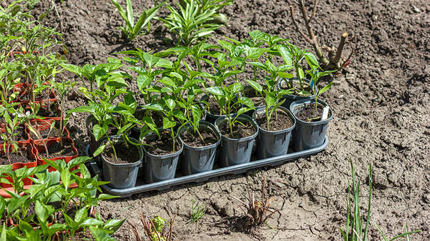 Старт дачного сезона