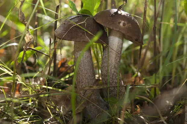 На тихую охоту за грибами. Почему их едят только в России?