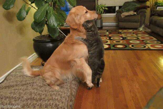 Подборка прикольных гифок