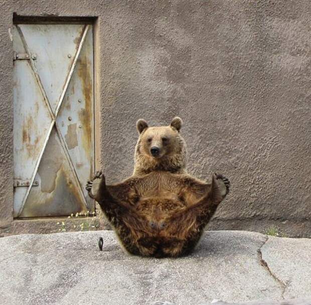 Спортивный медведь  (7 фото) 