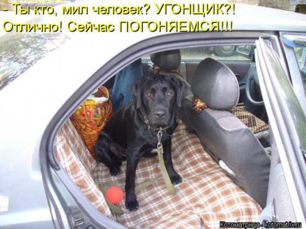 Котоматрицы(картинки с надписями)