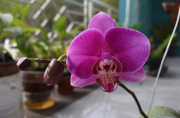 фиолетовый цветок орхидеи