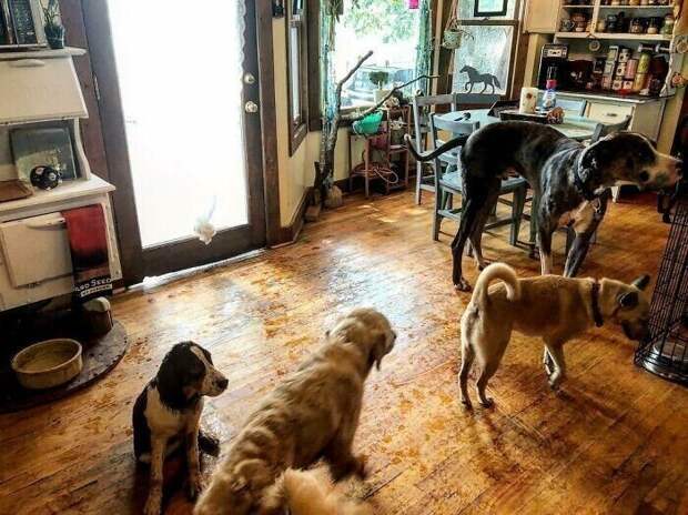 Американка устроила приют для 200 животных в своем доме