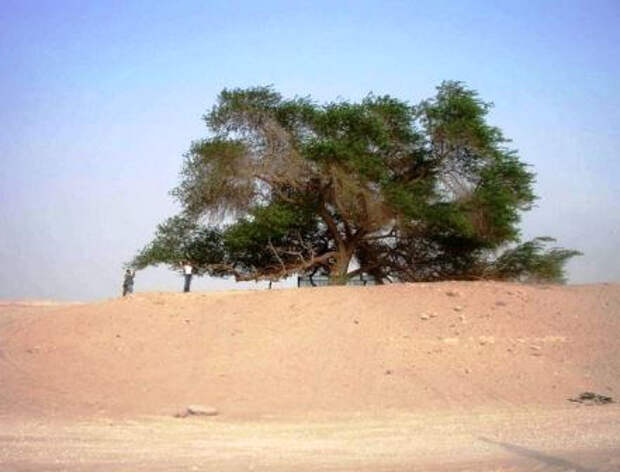 Дерево "Хаджарат аль Хая"