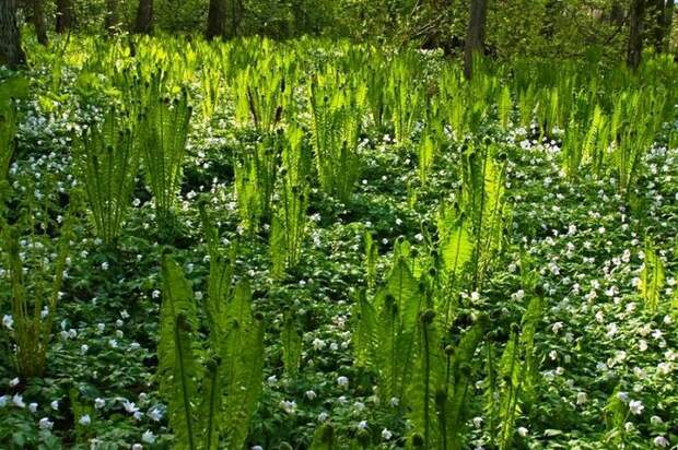 3303834_spring_time_10_1_ (700x465, 138Kb)