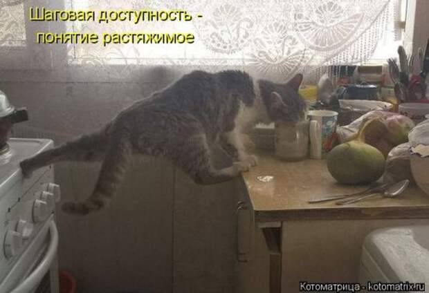 Лучшая котоматрица недели (38 фото)