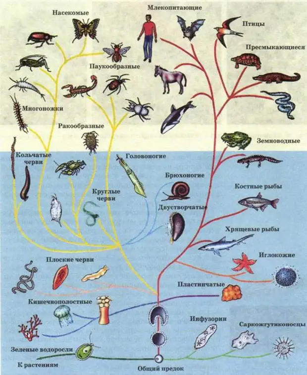 Эволюционная схема биоты