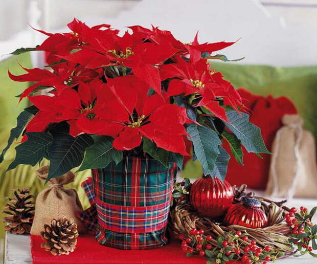 home-flowers-in-new-year-decorating1-4 (600x500, 108Kb)