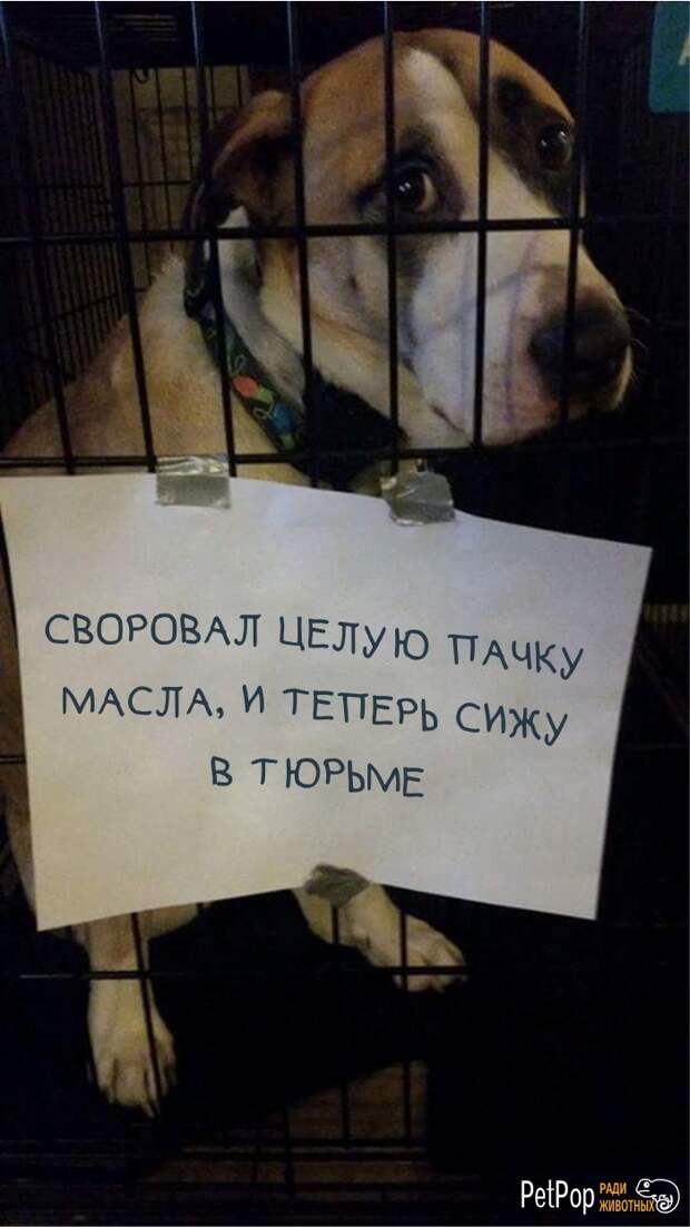 2. 2. забавно, забавные животные, истории, питомцы, собаки, фото, хозяева