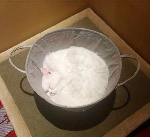 20+ котов-преступников, которых мы уже простили