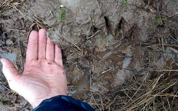 Медведь посетил леса Кадомского района Рязанской области: найдены свежие следы хищника