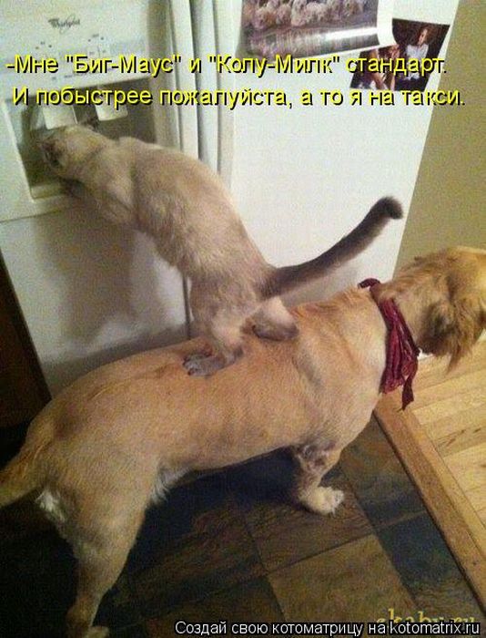 Лучшие котоматрицы недели (50 фото)