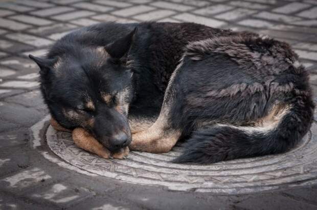 Полиция обнаружила трупы собак в благовещенском приюте для животных