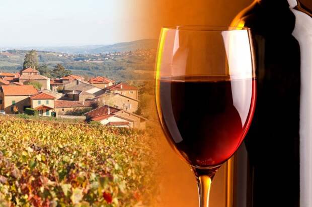 Божоле молодое – красное вино, производимое из винограда сорта гамэ. 