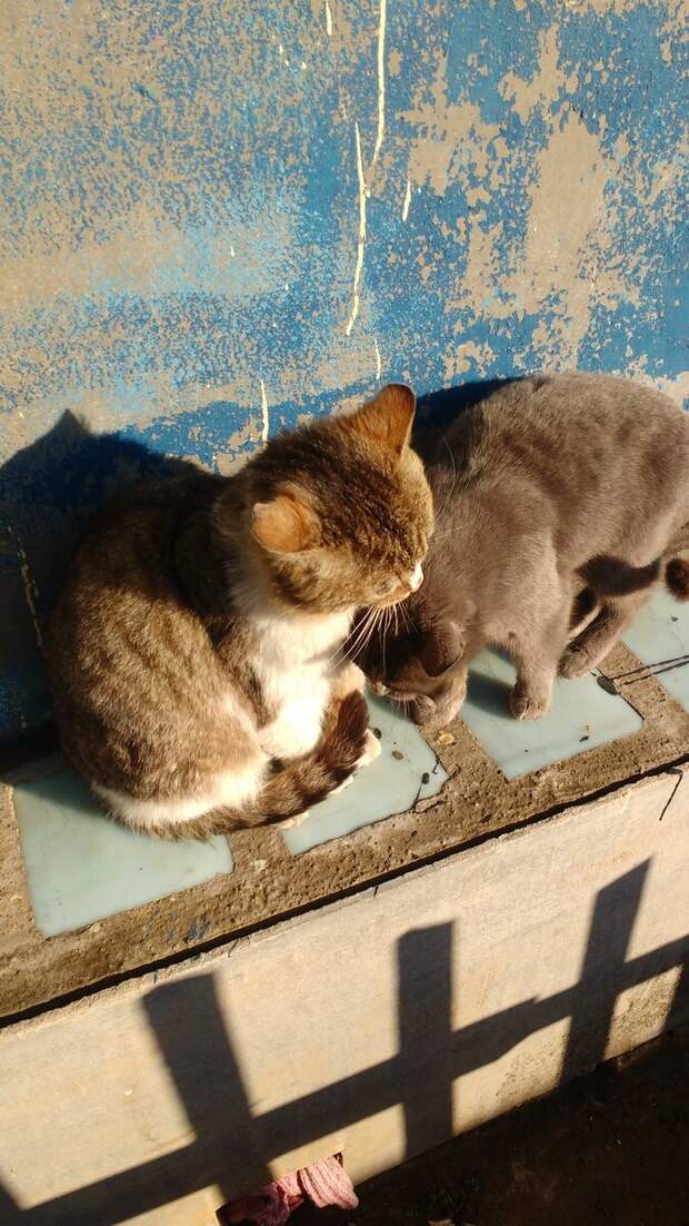 Эти кошки были в сумке оставленной на дороге. Их так называемая " хозяйка ", сказала что ей нечем кормить животных. Решила их завести в частный сектор, и оставить.