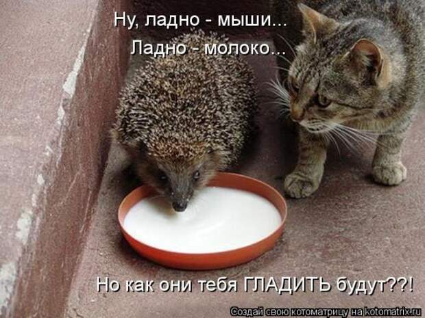 Лучшие котоматрицы недели (50 фото)