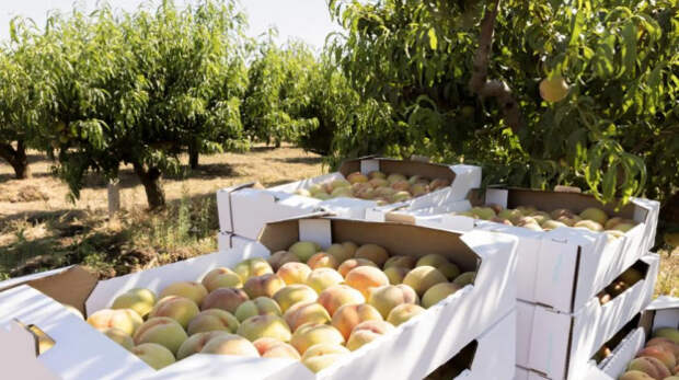 Больше 361 миллиона рублей выделено в Крыму на поддержку садоводства