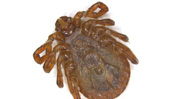 longhorned tick