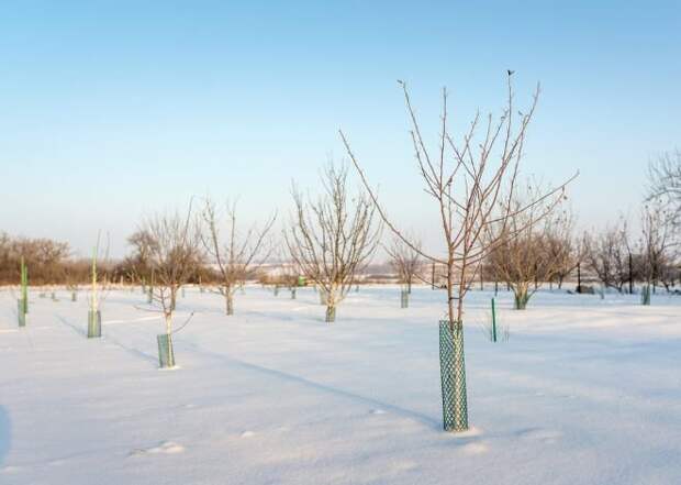 защита деревьев от грызунов зимой