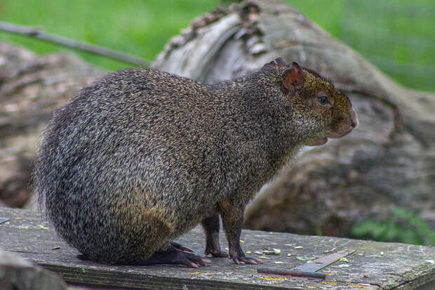 An agouti, perhaps trying to remember where it last placed its Brazil nuts.